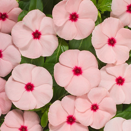 Расцветка сорта