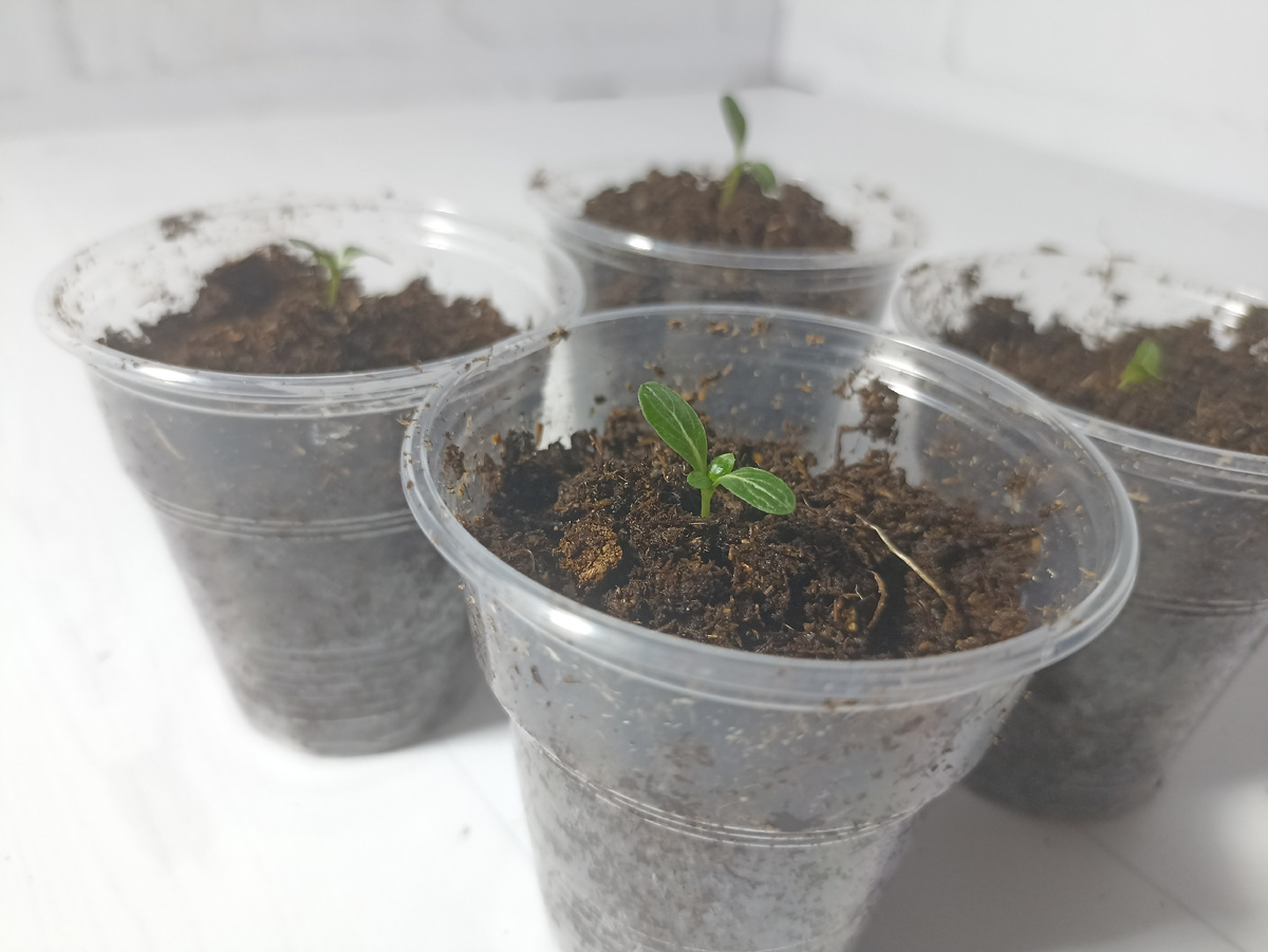 Катарантус 25 марта