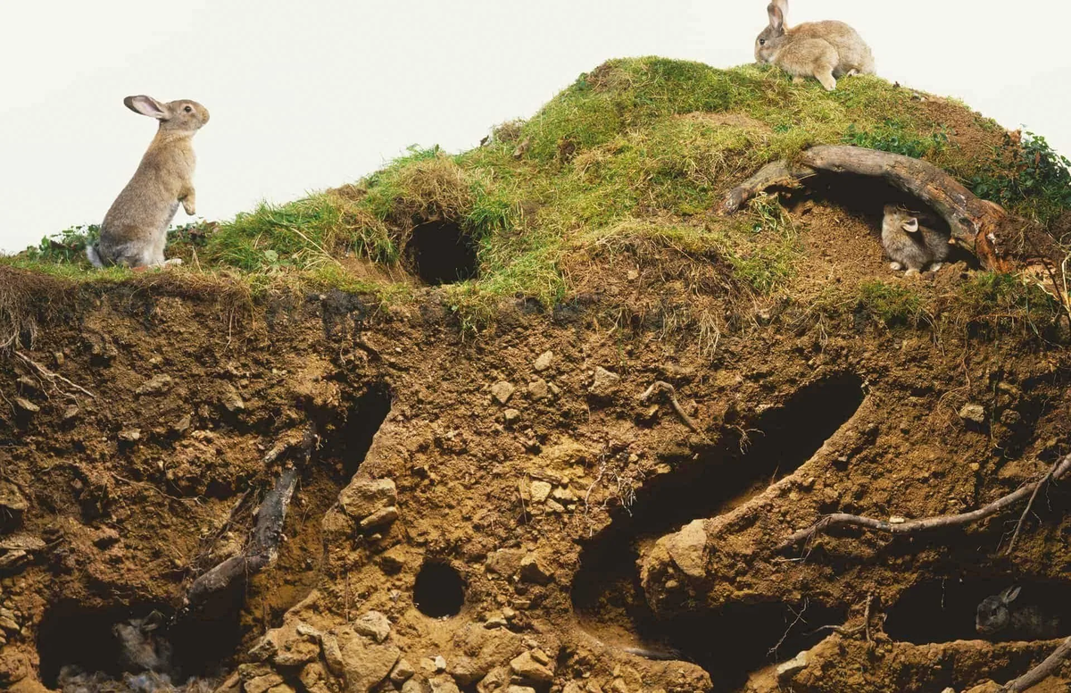 Сколько кроликов вы нашли на картинке? 