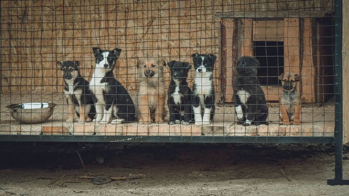     Источник: 1MI