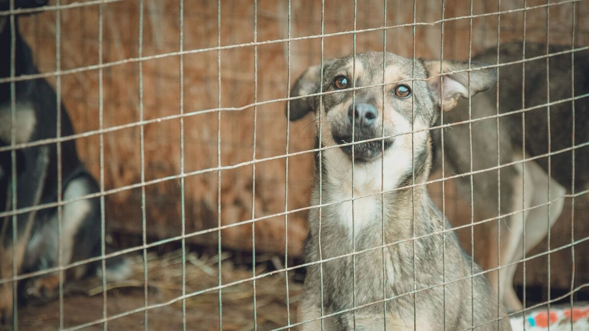     Источник: 1MI