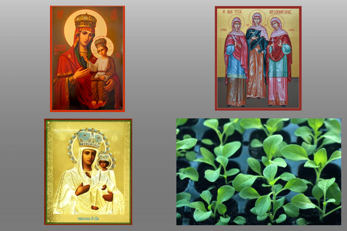 Иконы Богородицы Черниговская и Тамбовская, Икона мцц. Ага́пии, Ири́ны и Хиони́и Аквилейских/azbuka.ru, рассада/pixabay.com