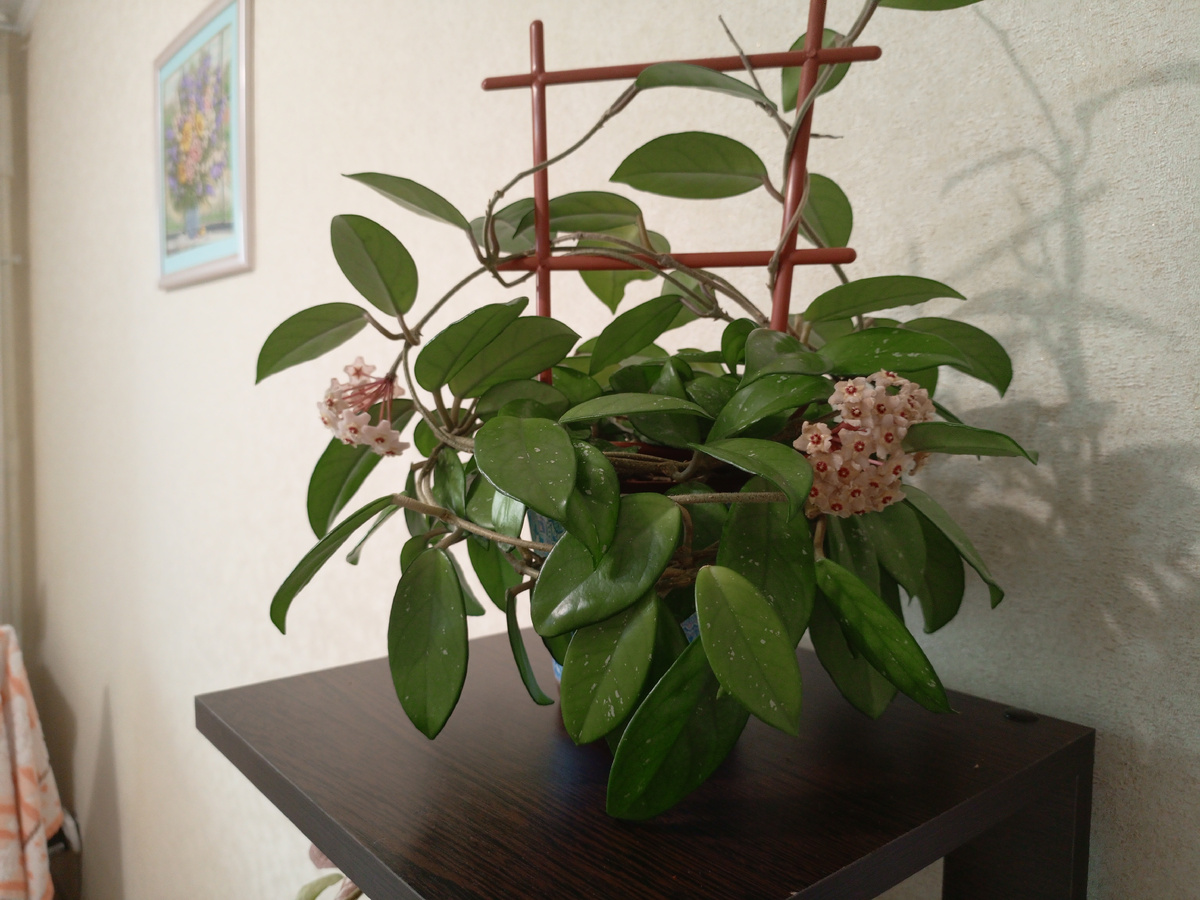 Моя прелесть