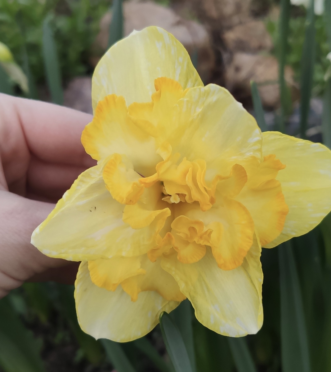 Blazing Starlet 2024