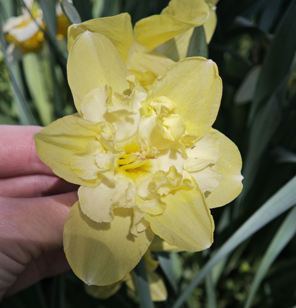 Blazing Starlet 2025