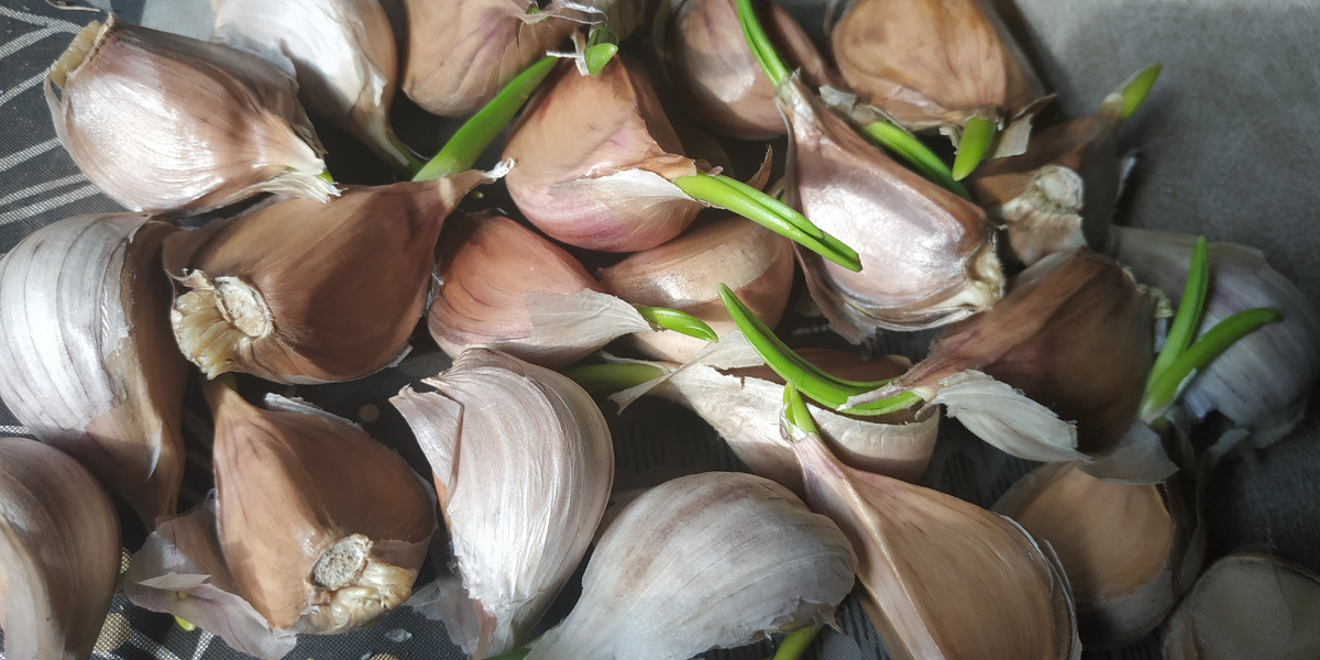 Фото автора канала Дачная Пчелка 