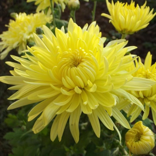 Корейская хризантема, фото из интернета