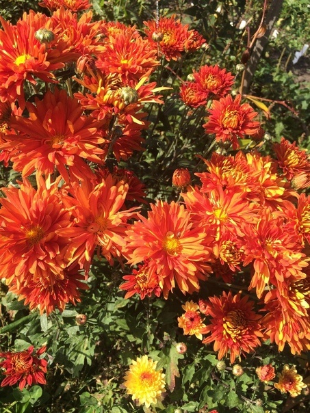 Корейская хризантема довольно морозоустойчива, но на зиму рекомендуется укрывать растения мульчей или лапником, особенно в регионах с суровыми зимами. Это поможет защитить корни от вымерзания.