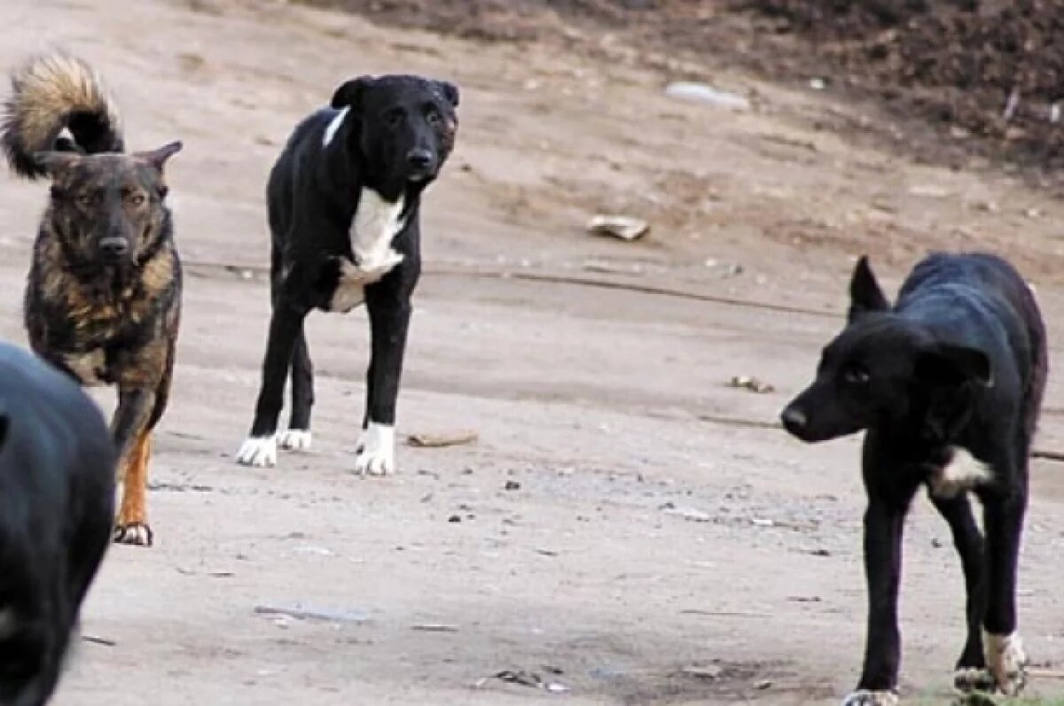    В Аксайском районе свирепые бездомные псы набросились на 5-летнюю Варю. Фото для иллюстрации.