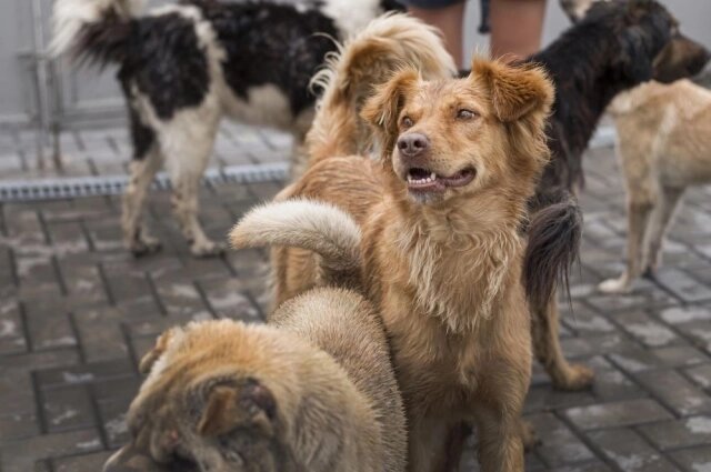    Похожий случай произошёл в декабре 2024 года: бездомные собаки набросились на 11-летнюю девочку в посёлке Ковалёвка Аксайского района. Фото для иллюстрации. Фото: freepik.com/ @freepik