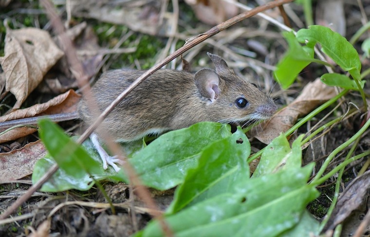    Patrick Pleul/ZB/Global Look Press