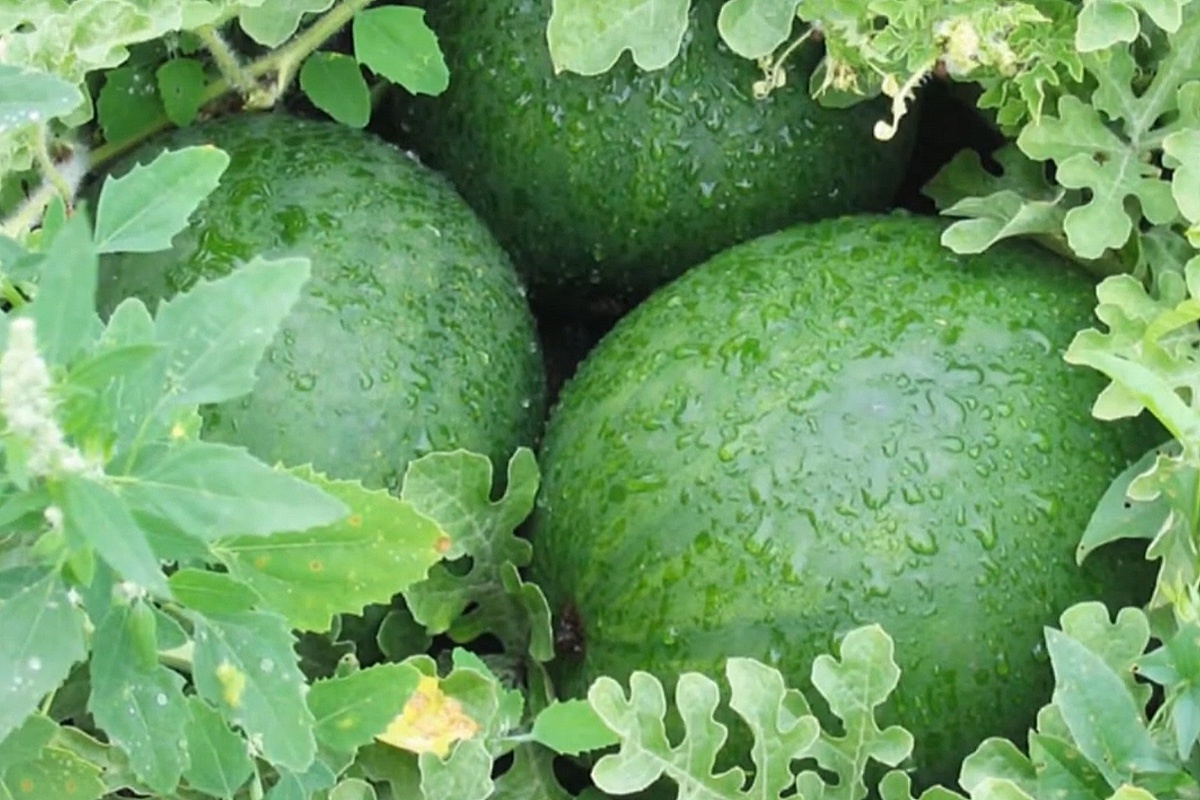 Какойсорт / YouTube📷Арбуз «Огонек»