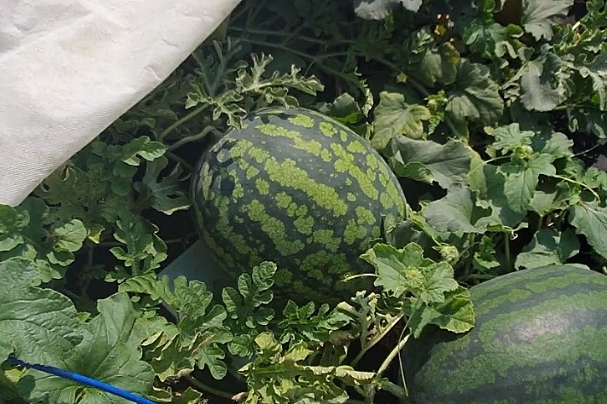 Мойсадиогород / YouTube📷Арбуз «Холодок»