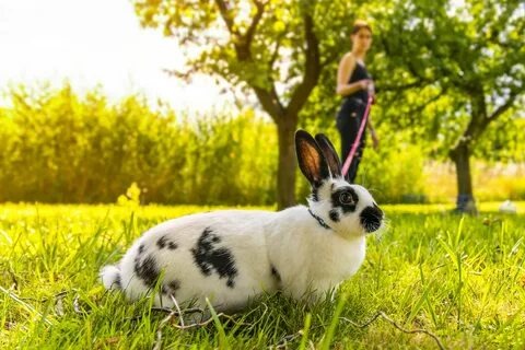 Прогулка для кролика — это ответственное мероприятие!!!