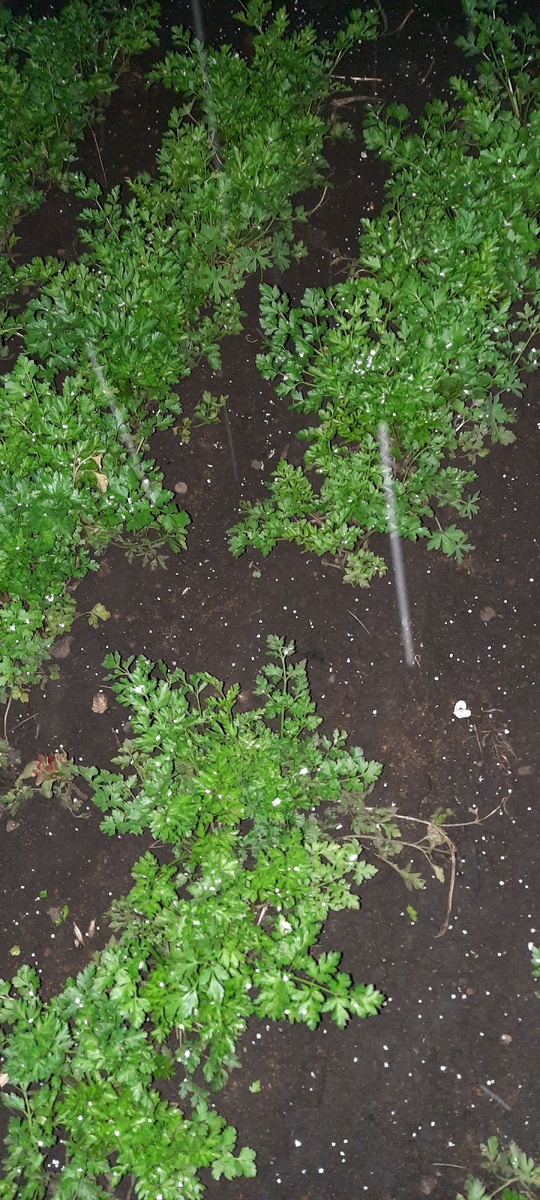 Снег на петрушке... 😒