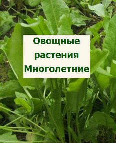 щавель - овощной многолетник