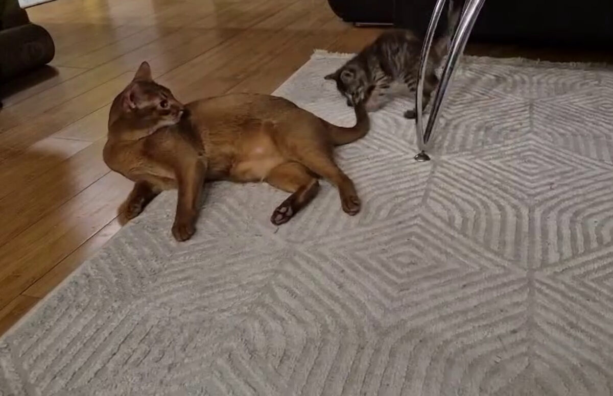 Твой хвост не нужн тебе, теперь это моя игрушка