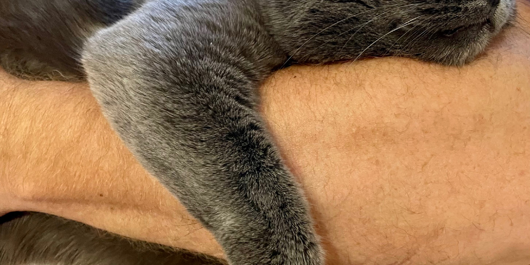 Почему кошки больше любят спать с женщинами чем с мужчинами