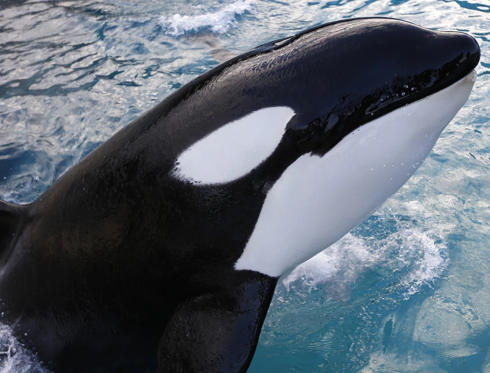 Косатка Вики, известная своим подражанием человеческим словам. Автор - Valery Hache