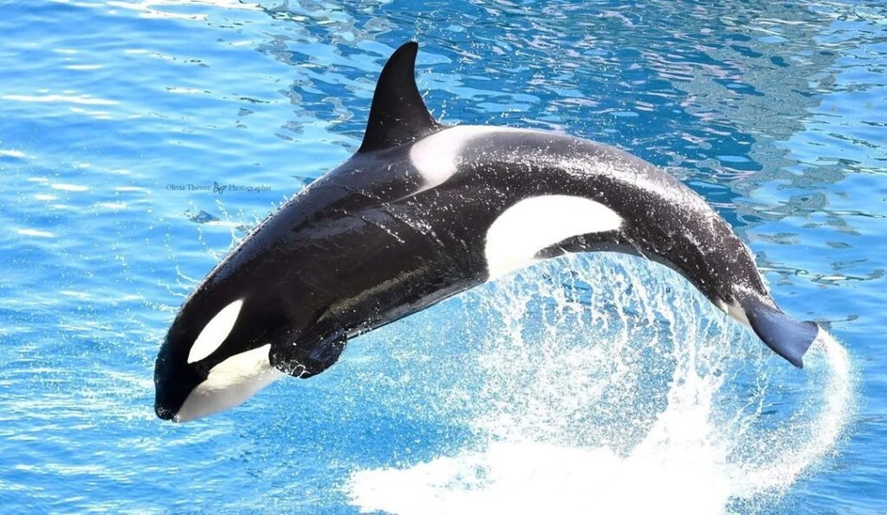 Кейджо, сын и племянник Вики. Автор - Olivia Thévoz