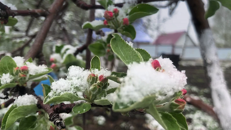 Бутоны наших яблонь на 28 апреля 2025 г.