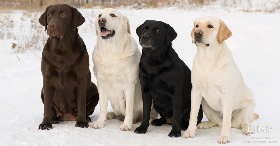 Порода собаки: Лабрадор-ретривер