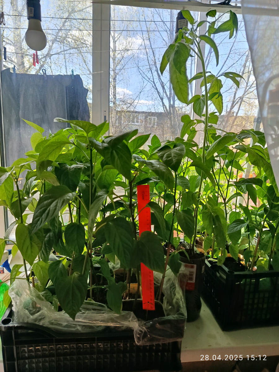 Высокий, к метру, это Голубой мулат. "гном" 😁