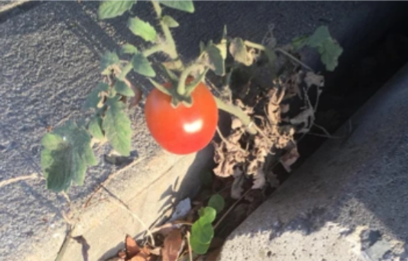 Скриншот из интернета