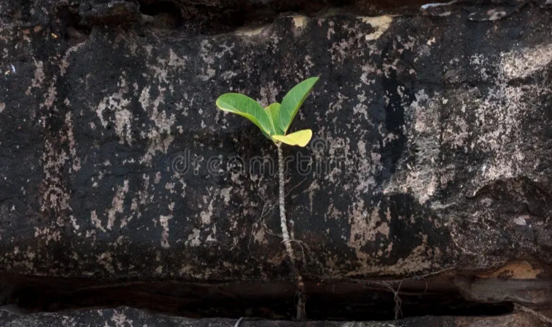 Скриншот из интернета. 