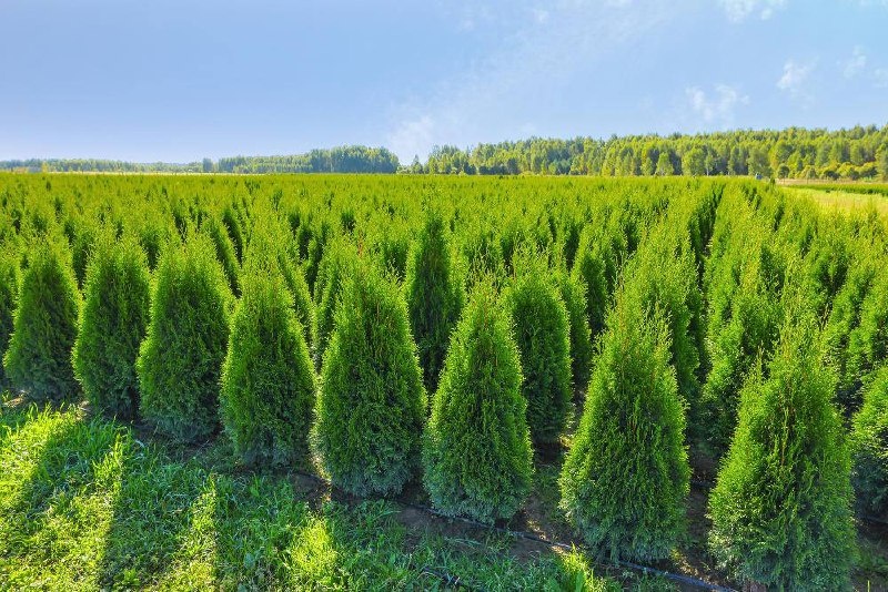 питомник Миросад