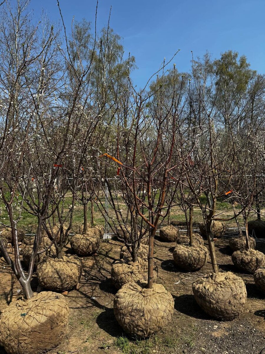 плодовые деревья из питомника растений Миросад