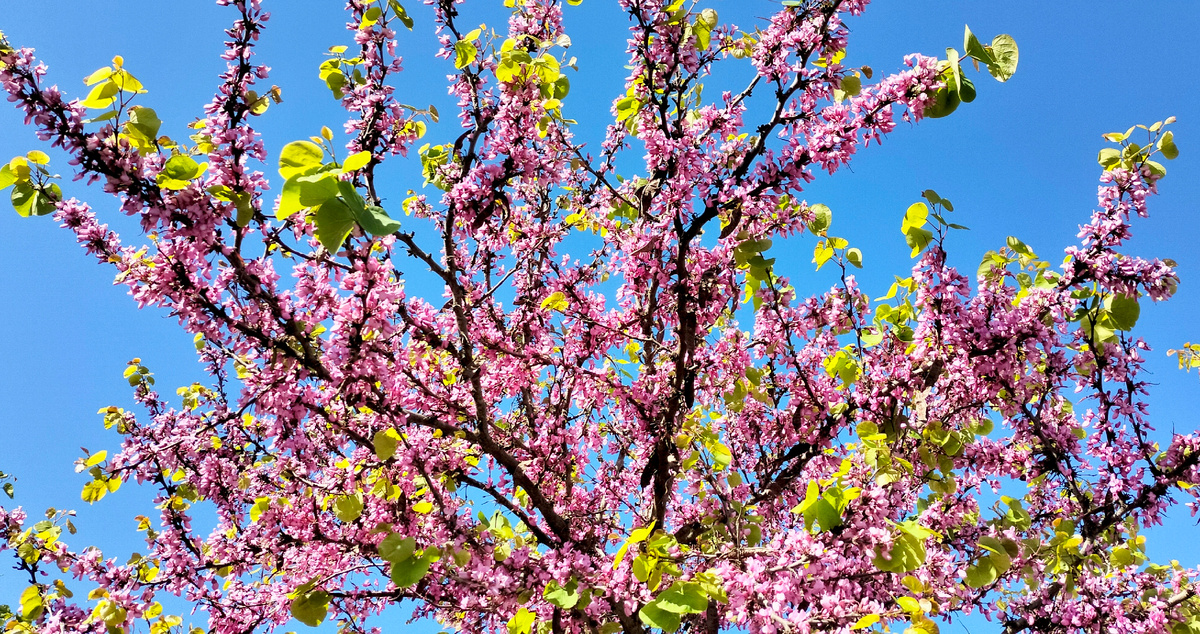 Смотрите как красиво цветёт здесь дьяволово дерево, церцис