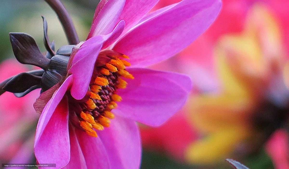 Картинка найдена на просторах интернета, ссылка: https://yandex.ru/images/search?from=tabbar&img_url=https%3A%2F%2Fpbs.twimg.com%2Fmedia%2FEB-U7hZUYAAjvm0.jpg&lr=103814&p=1&pos=11&rpt=simage&text=%D1%8D%D0%BA%D0%B7%D0%BE%D1%82%D0%B8%D1%87%D0%B5%D1%81%D0%BA%D0%B8%D0%B5%20%D1%86%D0%B2%D0%B5%D1%82%D1%8B%20%D0%BA%D1%80%D1%83%D0%BF%D0%BD%D1%8B%D0%BC%20%D0%BF%D0%BB%D0%B0%D0%BD%D0%BE%D0%BC%20%D1%84%D0%BE%D1%82%D0%BE