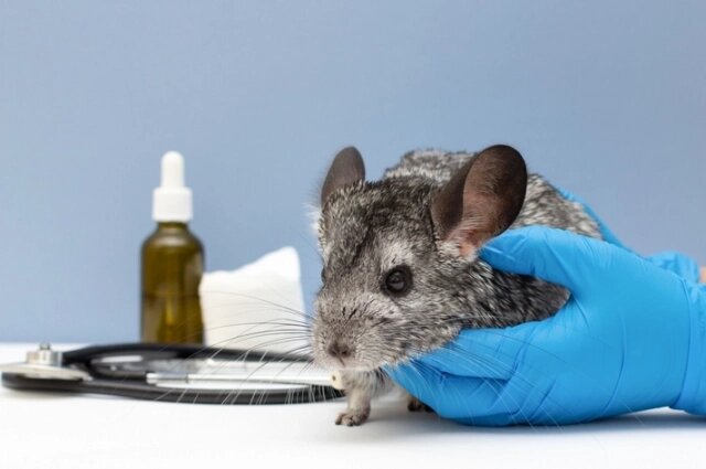    Шиншиллам имплантировали коллагеновую барабанную перепонку. Фото: istockphoto.com/ Irina Vasilevskaia