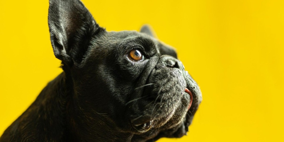10 вещей о французских бульдогах, которые стоит знать каждому хозяину