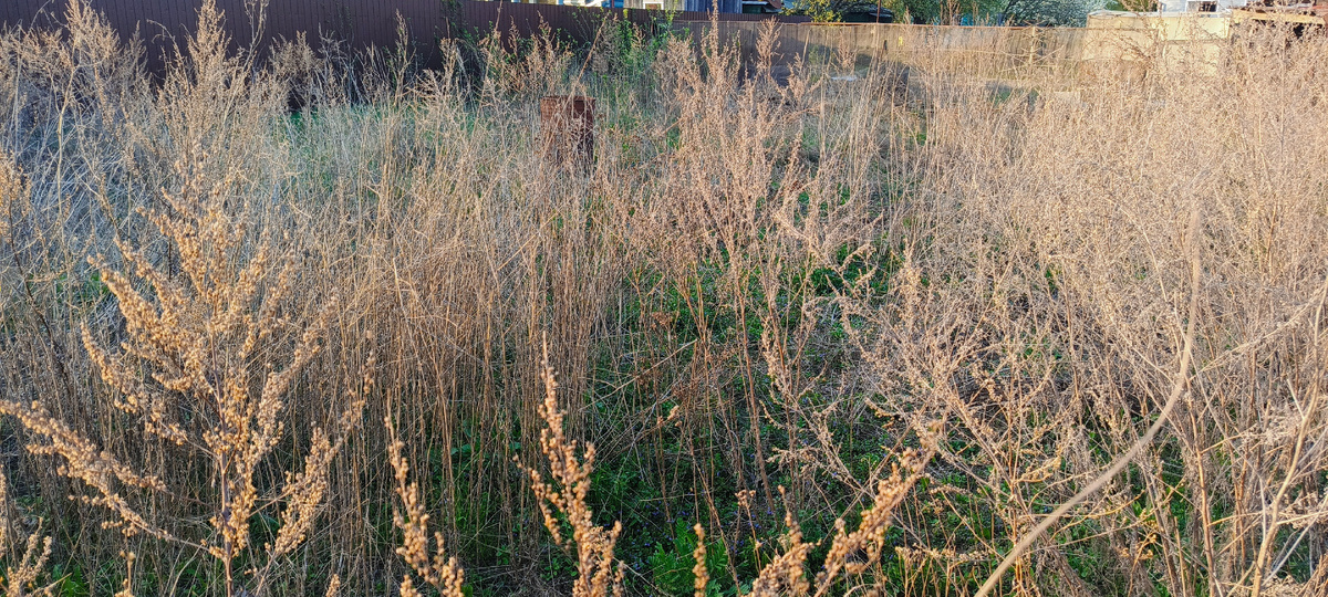 Одни из соседней не косят