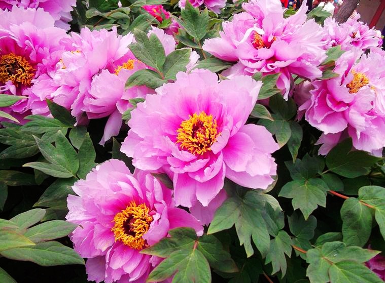 Пион древовидный. Источник изображения: baidu.com.