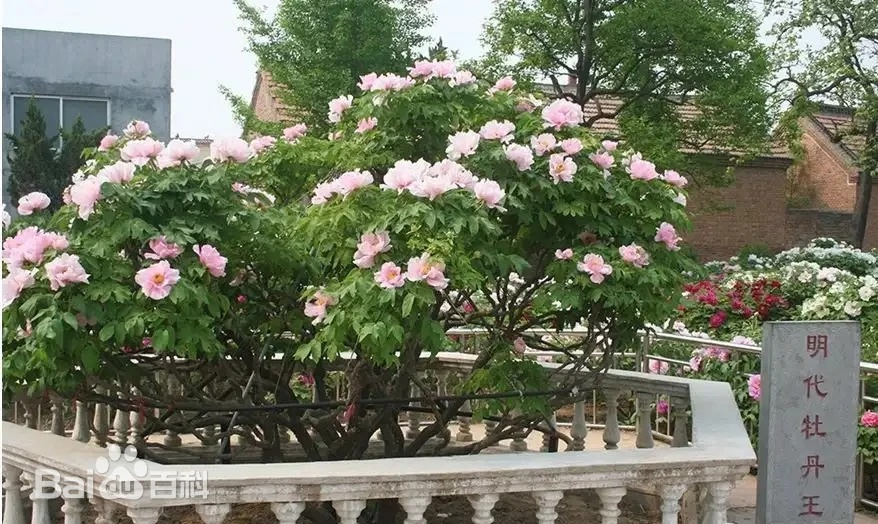 Это пион времен династии Мин, известный как «Король китайских пионов». Источник изображения: baidu.com.