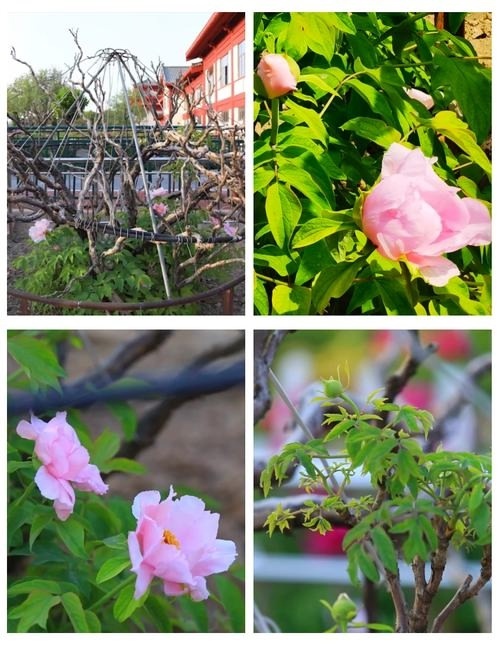 Второе его название «Нефритовый лотос», потому что его цветки розовые, в форме цветка лотоса. Источник изображения: baidu.com.