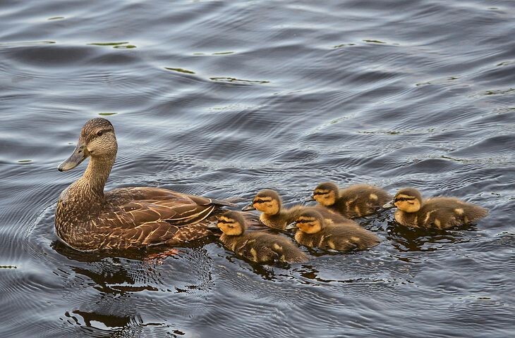 Стихи для детей