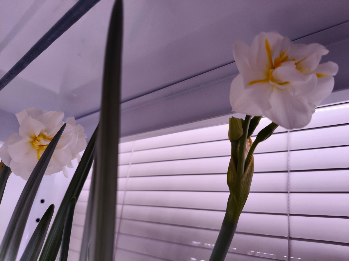 Первые распустившиеся нарциссы. 