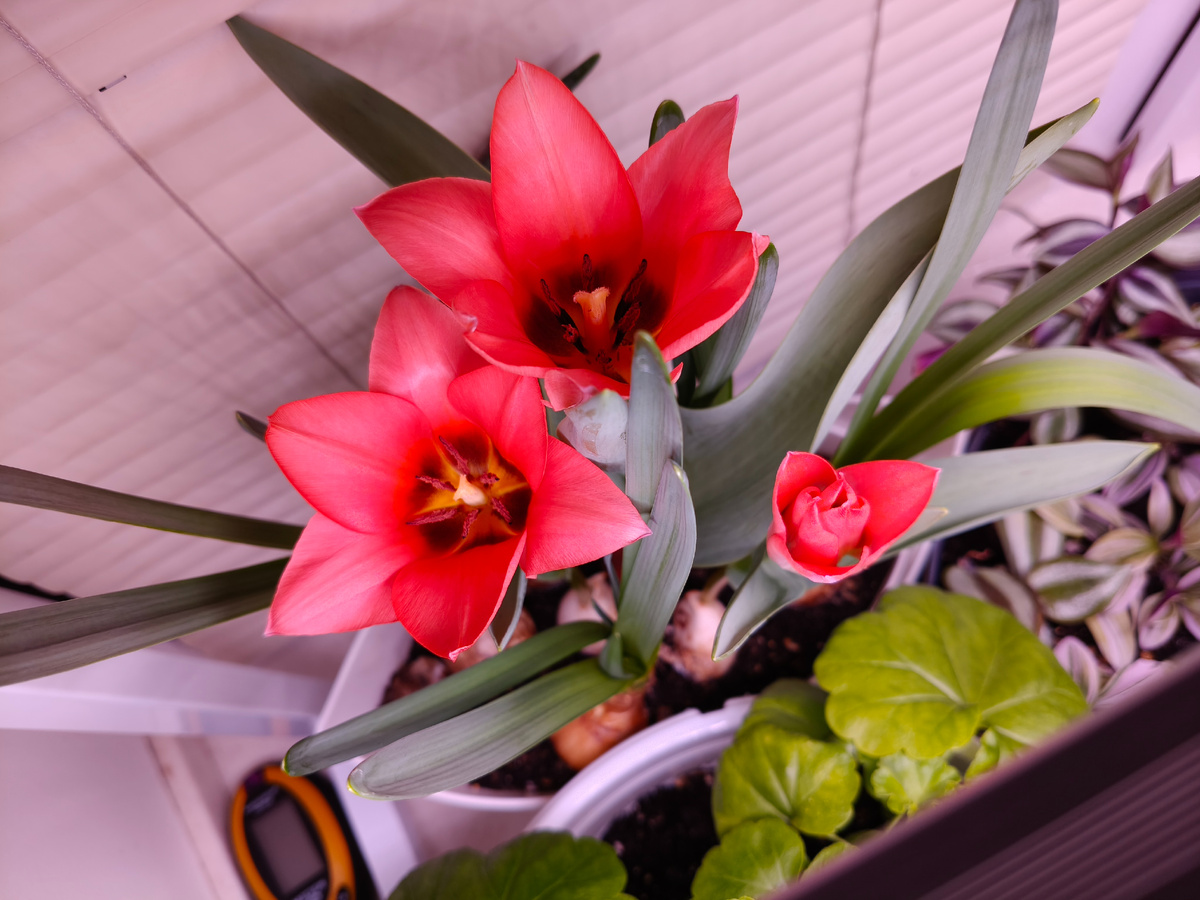 Мои первые тюльпаны в 2025.