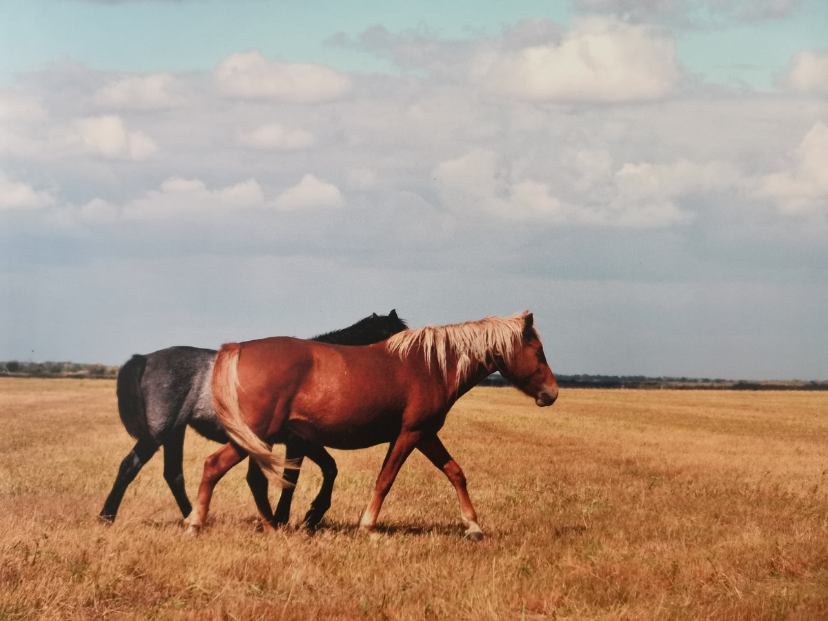 Бескрайние степи. Автор Наталия Захарова. Выставка «Астраханский край – любовь навсегда!». Музей культуры Астрахани. 2025 г.