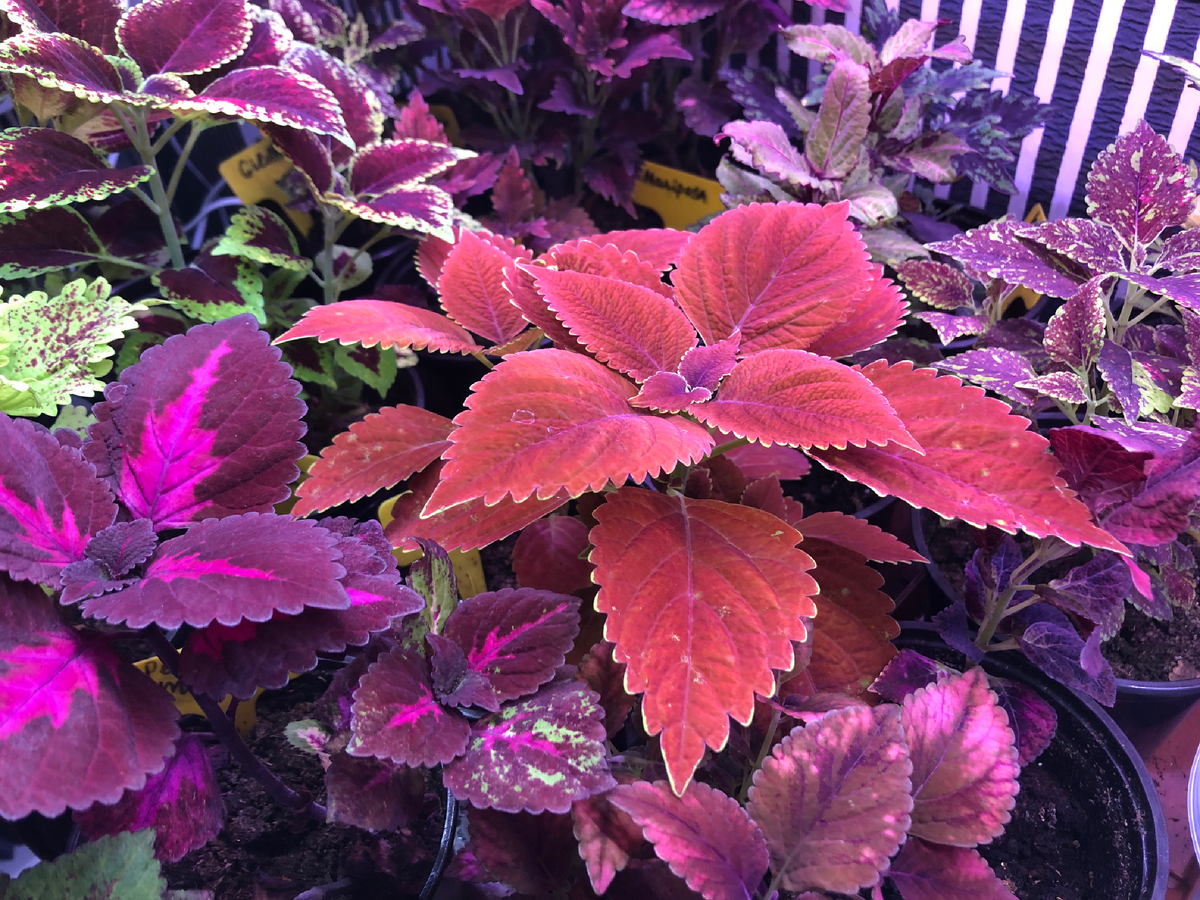 Перилла Маджилла слева, трусти Русти в центре