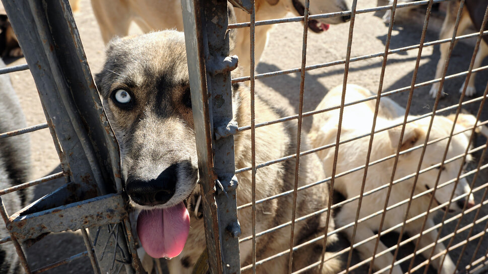 Фото: Валерий Данилкин / Коммерсантъ
