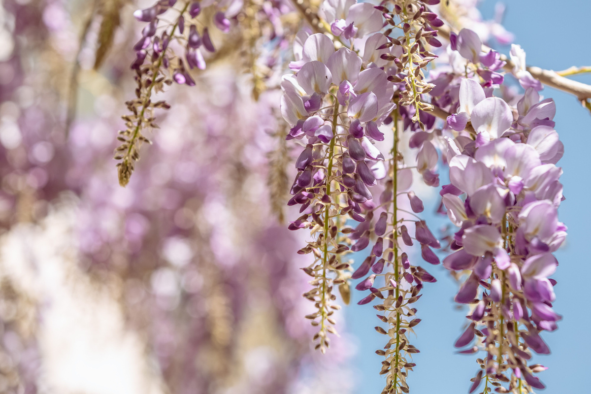 Глициния // Туристический портал Республики Крым, Ксения Гасица