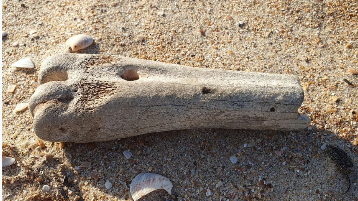    Фото: t.me/anapahawk