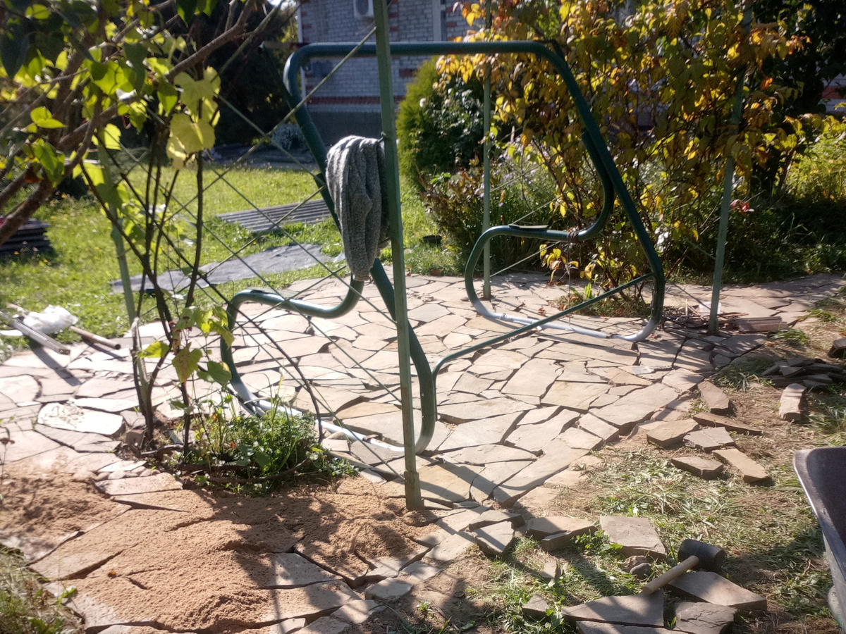 Актинидия на дальней опоре. Фото осени 2023.