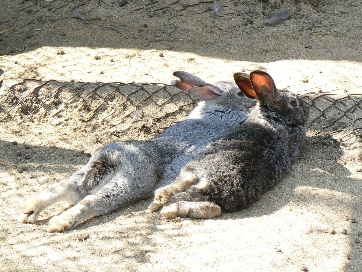 Вооот они растянулись красотки на солнышке, прямо как котики!