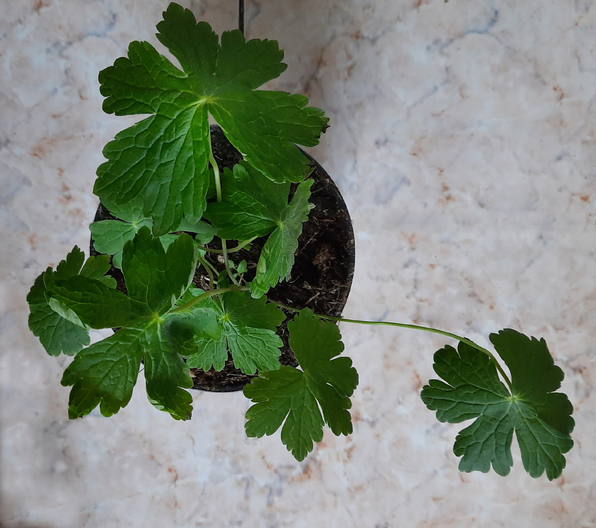 Все фотографии в статье мои